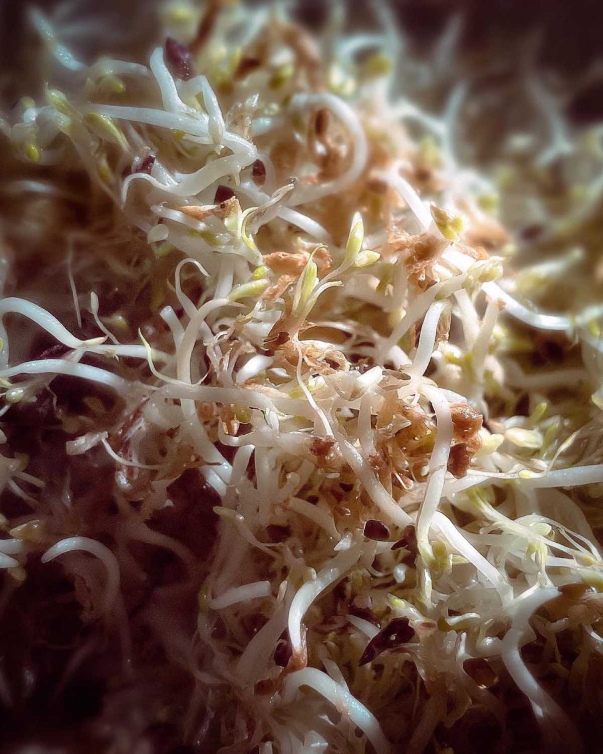 Oriental Ramen Broccoli Slaw - detail 2